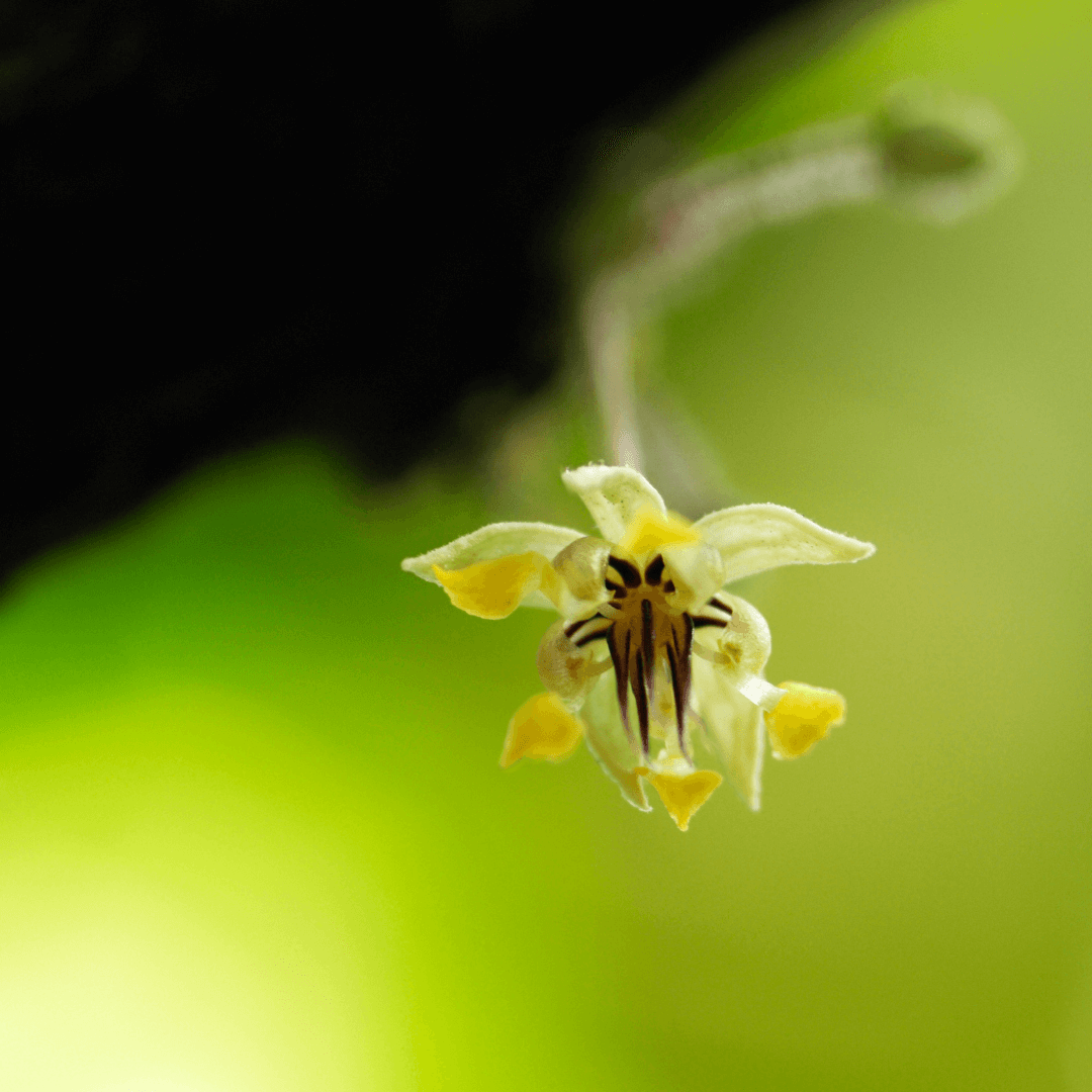 Tous Les Secrets De La Fleur De Cacaoyer Sa Morphologie Son R Le Son