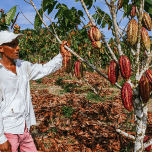 Durée de vie d'un cacaoyer: l'agriculteur et le bonne pratique culturale