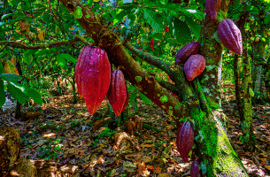 Durée de vie d'un cacaoyer: guide complet par wecacao