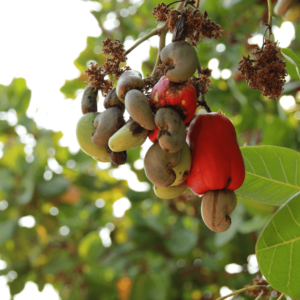 Durée de vie du cacaoyer: les maladies et parasites qui affectent l'arbre du cacao