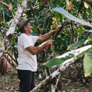 Un agriculteur qui récolte les gousses de cacao à l'aide d'outils pour plus de précautions.