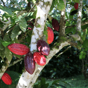 La durée de vie d'un cacaoyer: du choix de la variété aux bonnes pratiques de récolte.