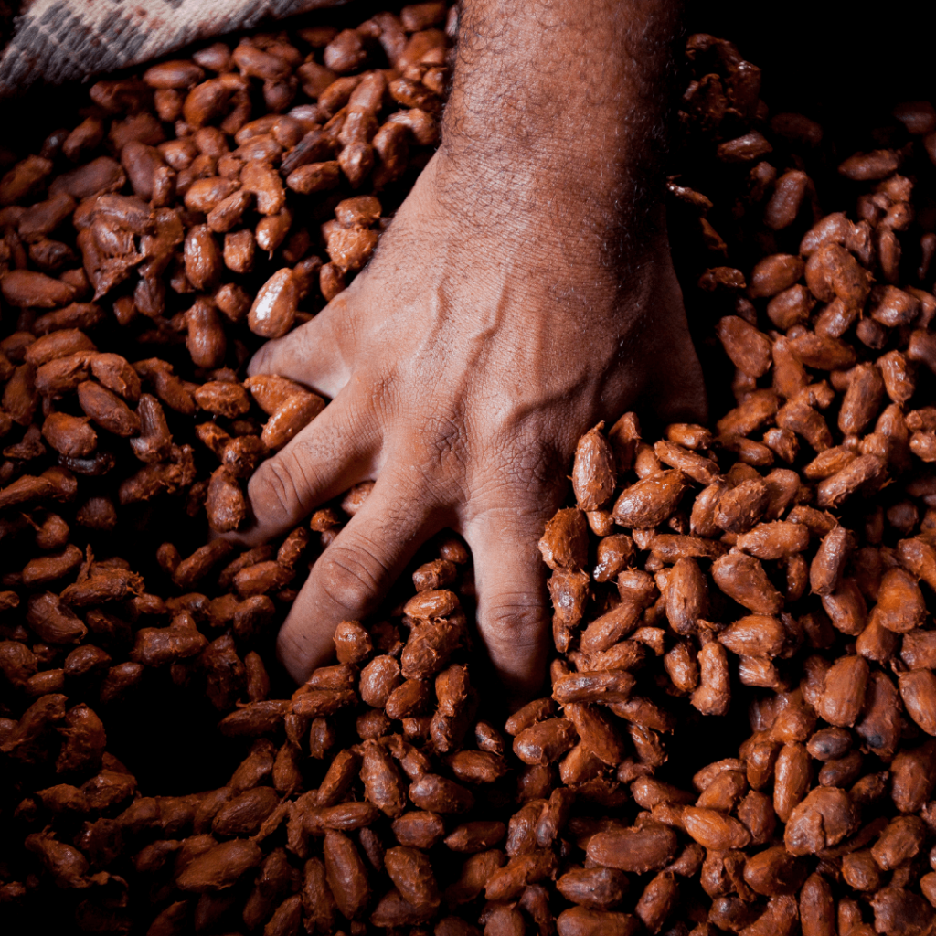 La fermentation de la fève de cacao en pleine libération de leur pulpe