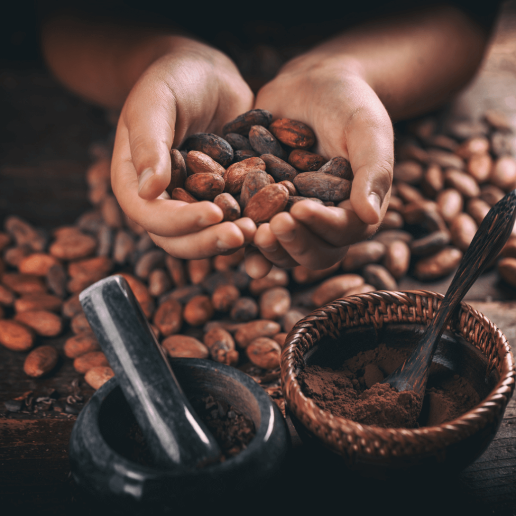 Le chocolatier tenant deux poignées de fèves de cacao pour en vérifier la qualité