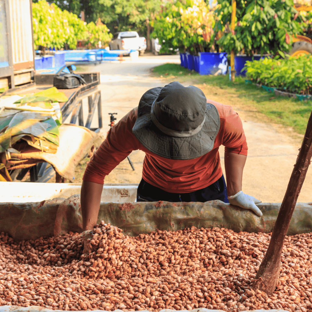 Un producteur de cacao en plein travail de fermentation des fèves