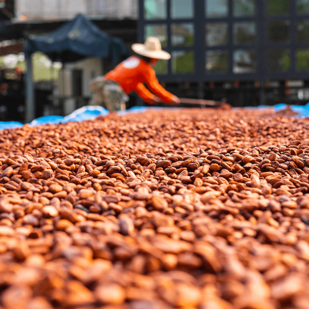 Un artisan en train de préparer les fèves de cacao post fermentation pour assurer un séchage de qualité