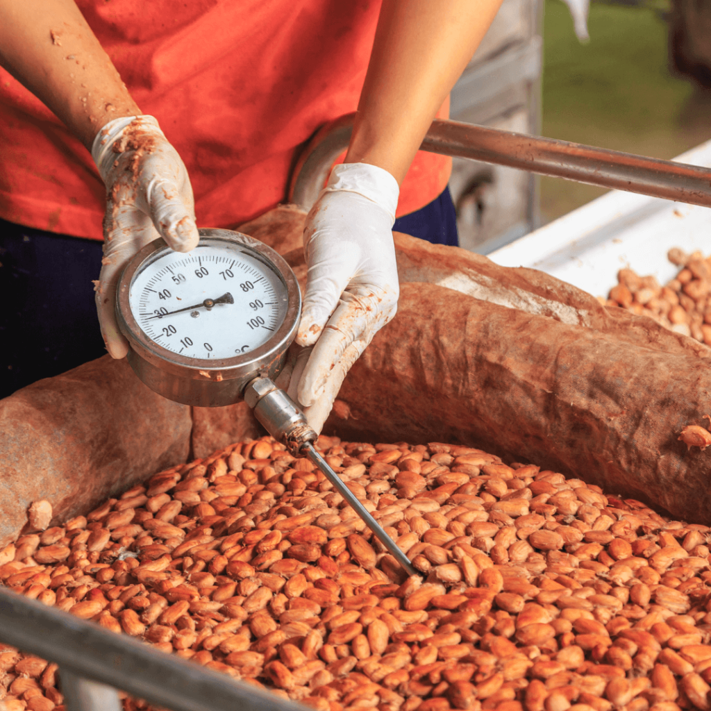 Un artisan producteur mesure la fermentation des fèves de cacao à l'aide de son instrument spécifique