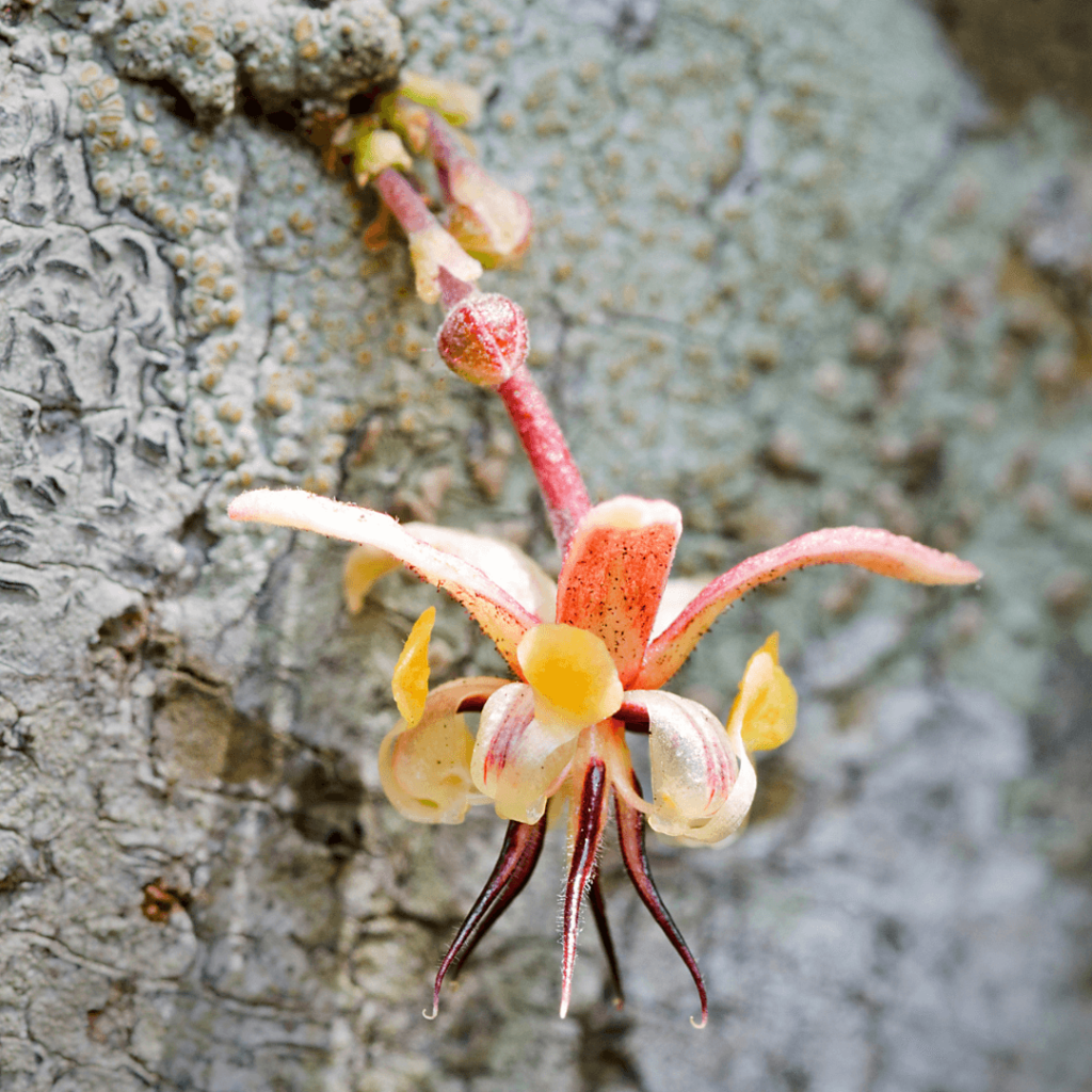 Tous les secrets de la fleur de cacaoyer sa morphologie, son rôle, son — free download