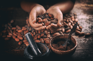 Les étapes de la culture du cacao : guide complet par Wecacao