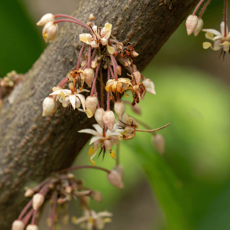 Tous les secrets de la fleur de cacaoyer sa morphologie, son rôle, son — free download