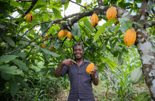 La production moyenne de cacao par arbre et par année : l'étude par Wecacao