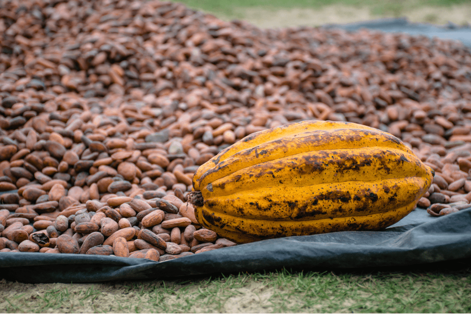 Une cabosse de variété Criollo et ses fèves de cacao