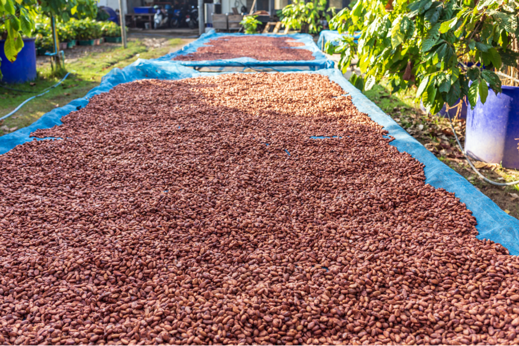 Séchages des fèves de cacao trinitario après récolte