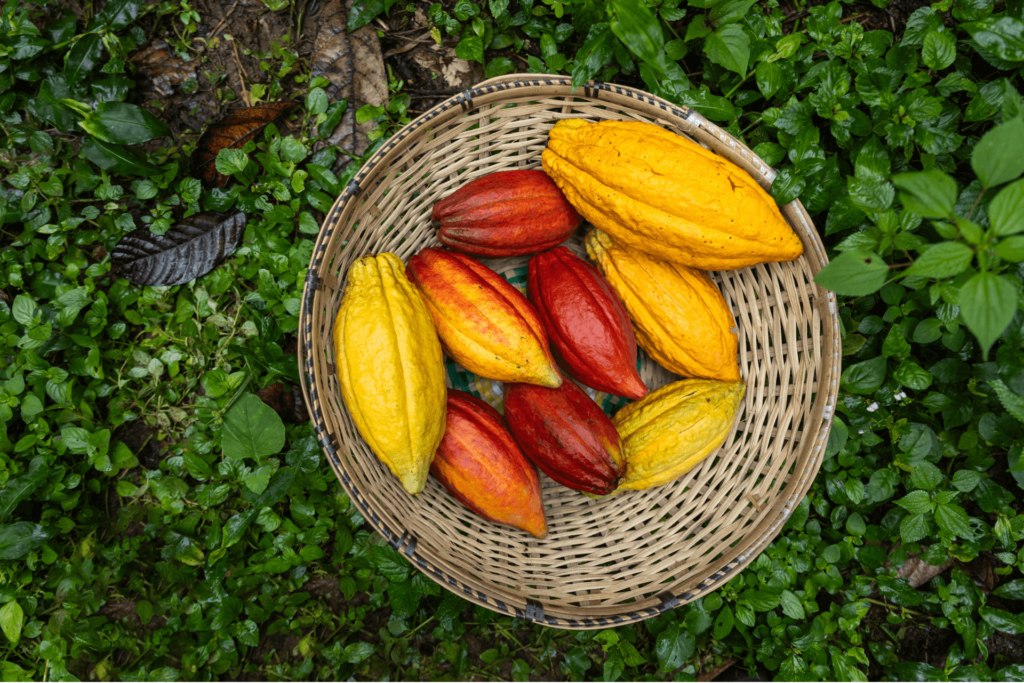 Cabosses de Forastero : Guide sur cette variété de cacao par Wecacao