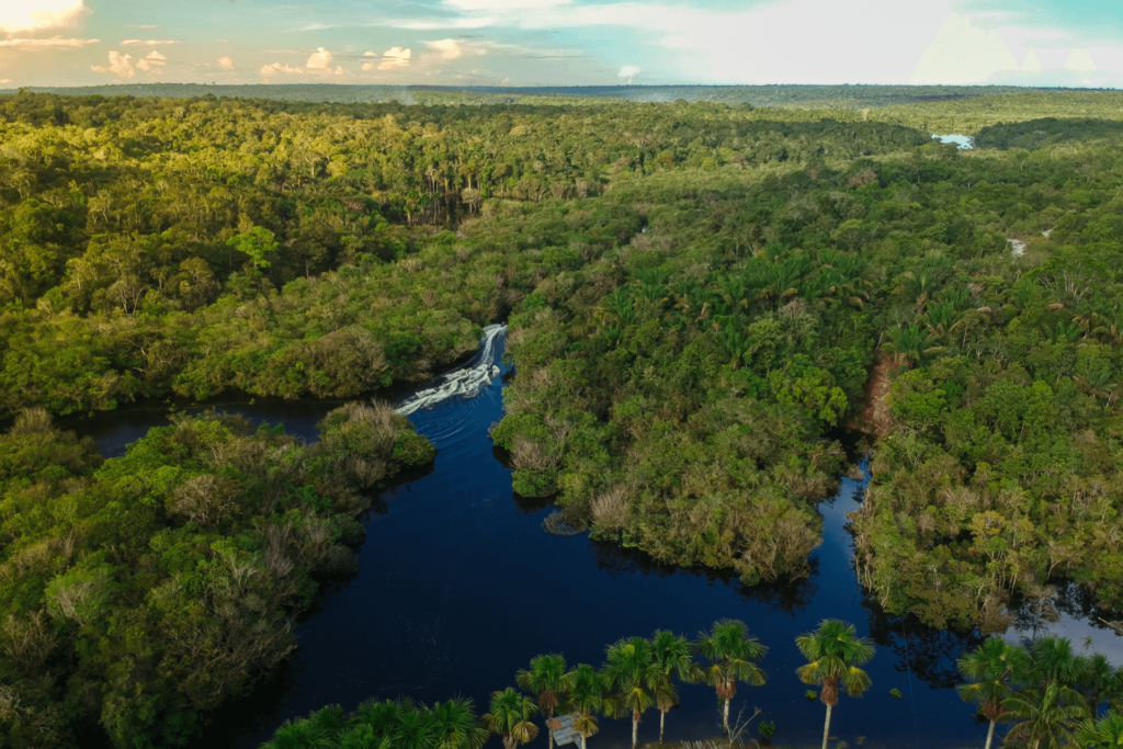 Foret amazonienne : terre d'origine du cacao Forastero 