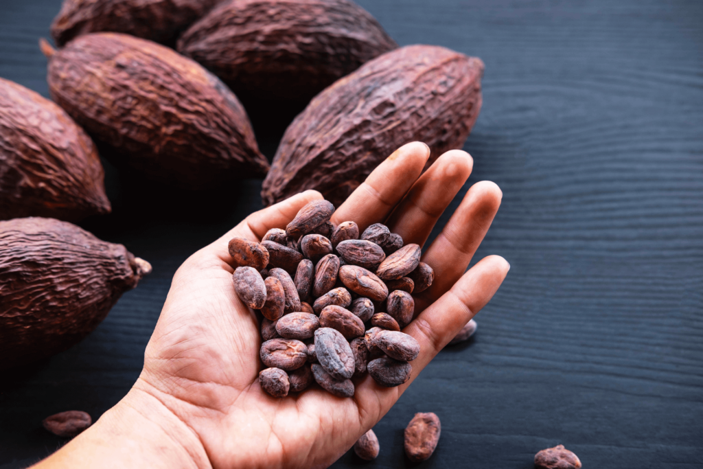 Un professionnel du chocolat tient dans sa main quelques graines de cacao avant de les transformer