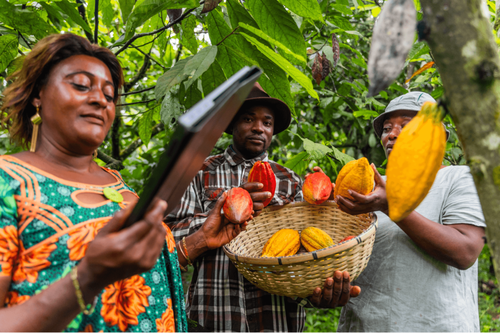 Un groupe d'agriculteurs en Afrique de l'Ouest, région qui domine la production de Forastero