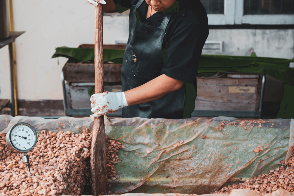 Un producteur de cacao Forastero en phase de fermentation avant revente aux chocolatiers