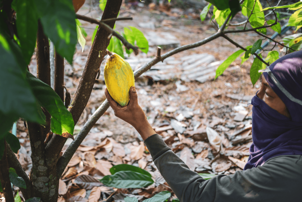 Un producteur local de cacao qui tient une cabosse de cacaoyer prêt à en extraire les graines 