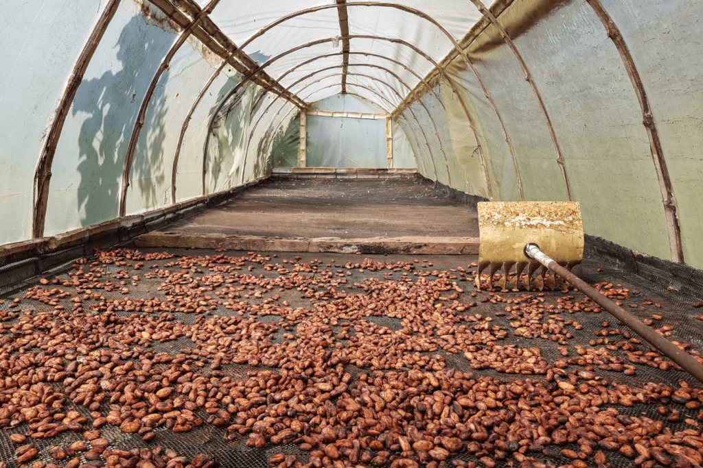 Une récolte de graine de cacao en séchage sous une serre