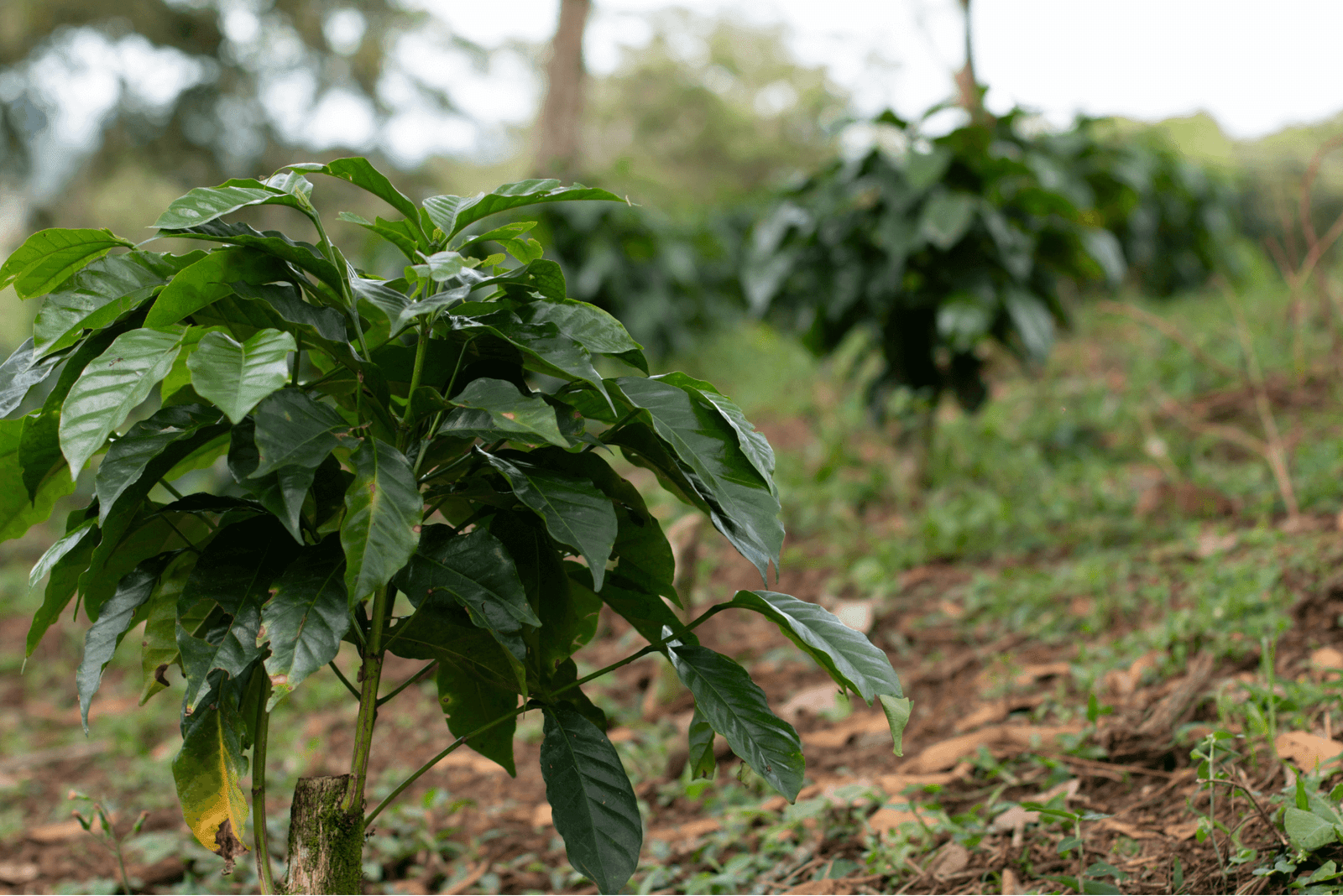 Feuilles de cacao : le guide sur la feuille du cacaoyer par Wecacao