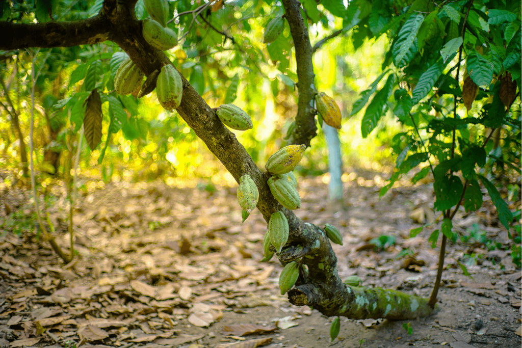 Des feuilles de cacao tombées au sol de la plantation de cacaoyers et permettant un impact positif et durable pour la production