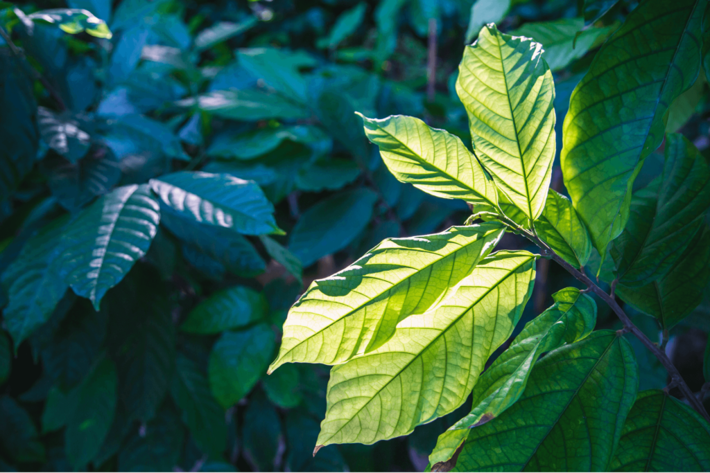 Des feuilles de cacao absorbants la lumière du soleil jouant leur rôle dans la photosynthèse