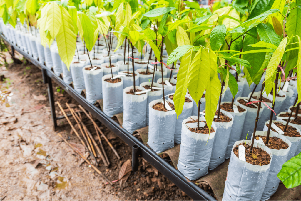 Des plants de cacaoyer en pot dont les feuilles sont en croissance